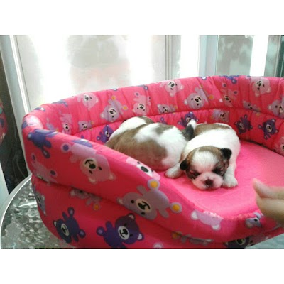Photos of Kennel Dog Company