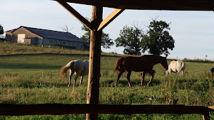 Photo n°2 de Les Sabots de Laborie à Leynhac (Pension pour chevaux)