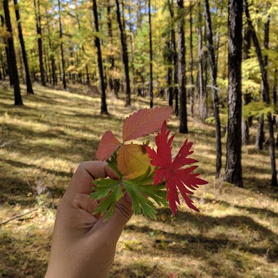 Photos of Хүрэл тогоот