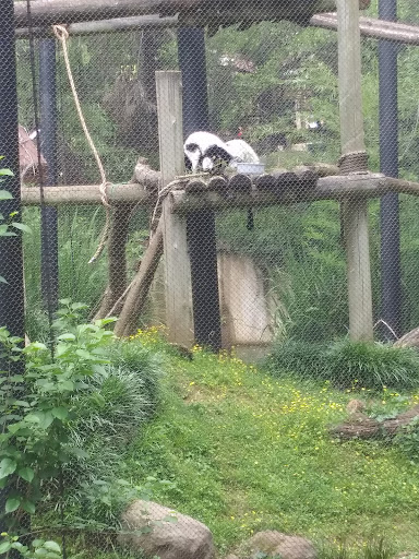 Primates - Visual