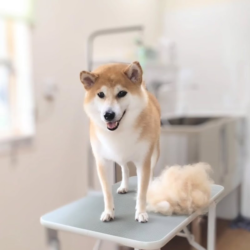 ドッグサロン Curled Tail 【カールド テール】