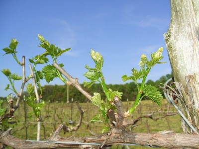 Best Vineyards