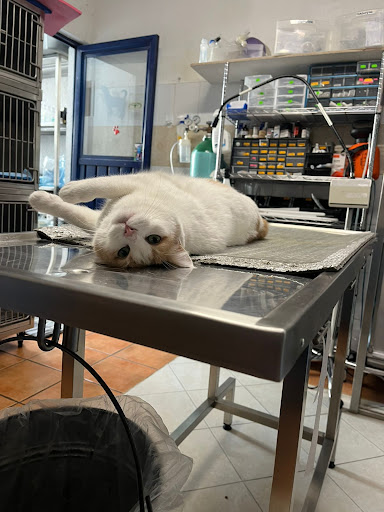 Clínica Veterinaria San Francisco