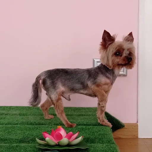 La Fábrica de Sueños: Peluquería canina y tienda Gallery - Spain