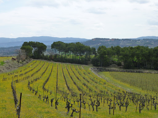 Vinesse
