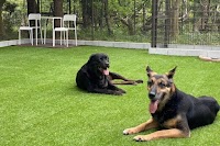 ドッグバラエティ リトルパイン