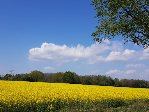 Friedhof Lüningsburg - Thumbnail