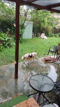 ドッグサロン犬遊所コリン