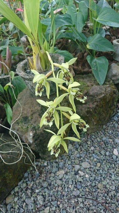 Photos of Orchid Gardens at Sleeping Giant