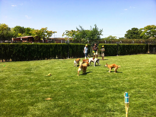Hotel para perros Residencia Canina Don Perro y Doña Gata