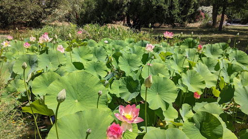 Vedanta Society of Sacramento - Thumbnail