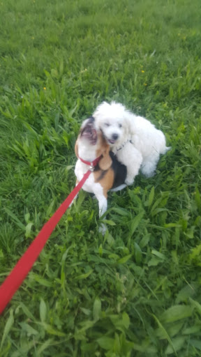DOG Park Vivi Colle dell'Orso - Via Calabria CB - Thumbnail