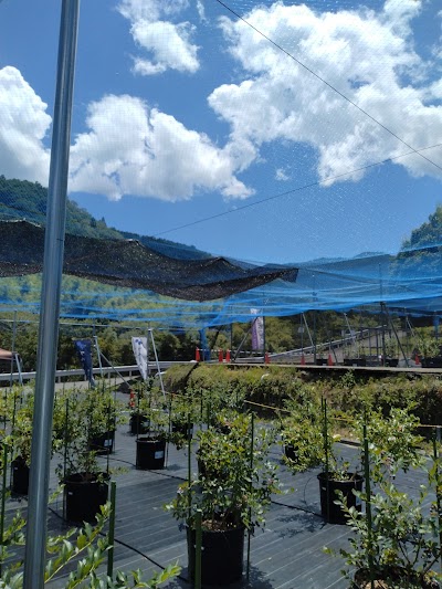 ブルーベリーファームさなごうち