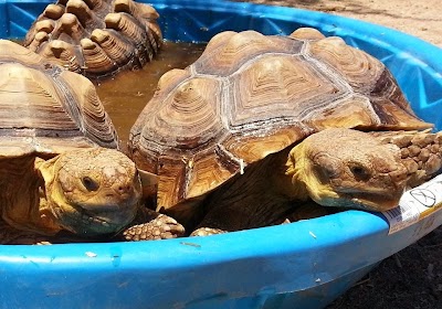 Photos of Tucson Petting Zoo