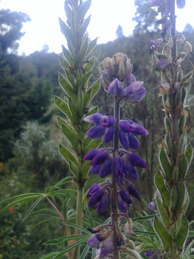 Bosque Cercano Al Nevado De Toluca - Thumbnail