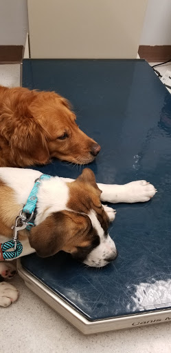 Deschutes Animal Clinic Gallery - United States