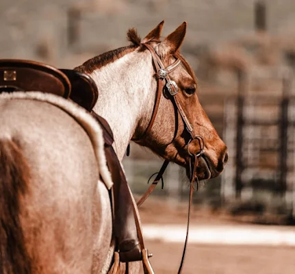 saddlery