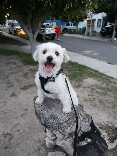 Parque canino Bosques de Reforma