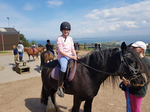 Country Horse