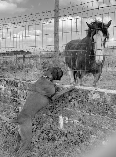 Love 4 Dogs - Thumbnail