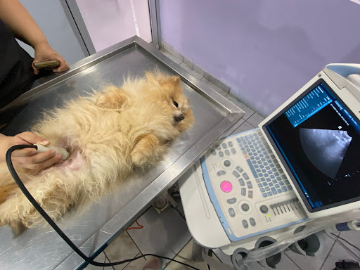 Veterinaria Animal Care