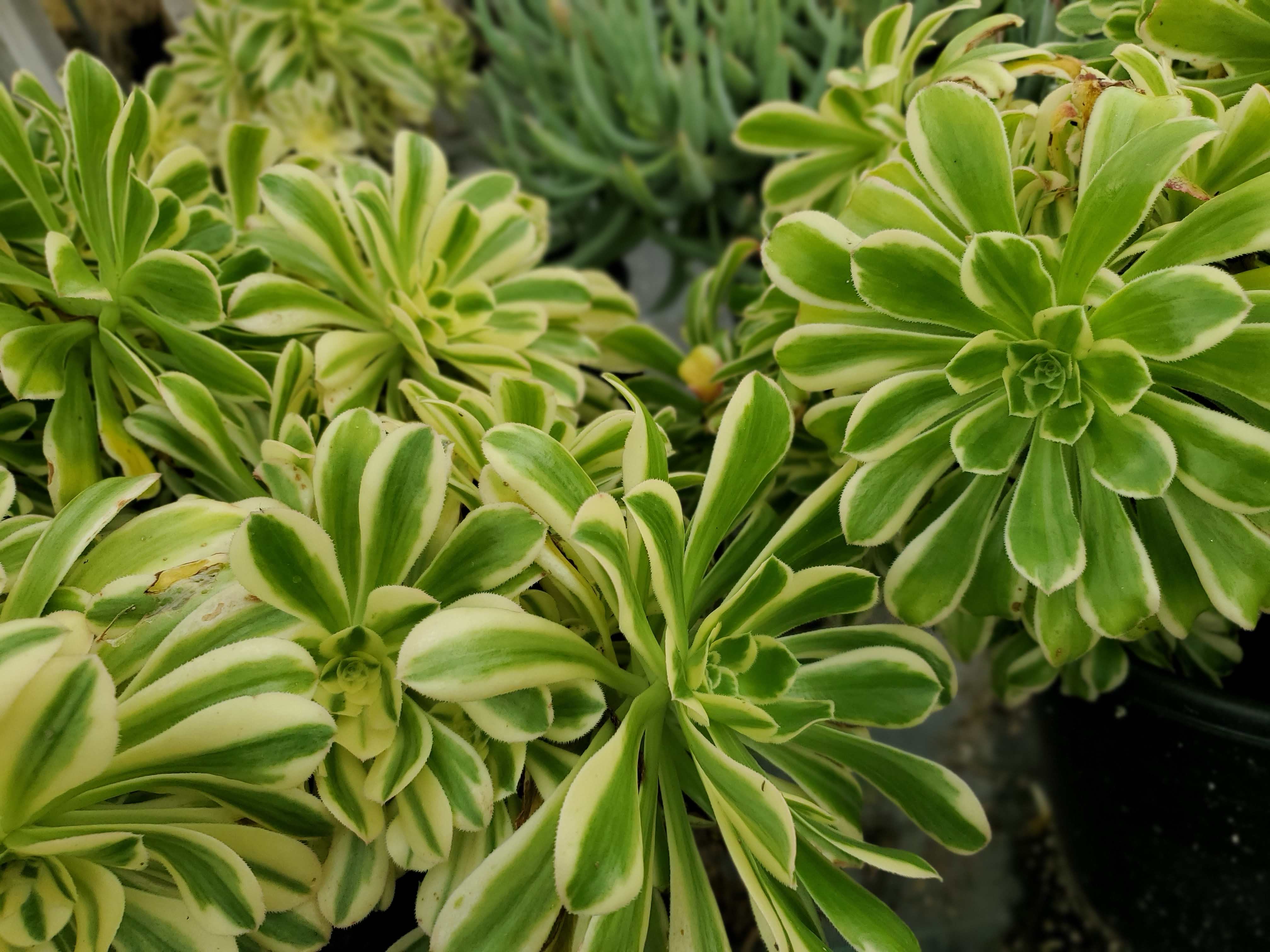Monroe Pacific Nursery