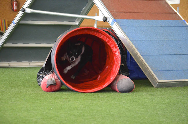 Comentarii opinii despre Komplementärmedizin für Tiere - Dr. med. vet. Renée E. Devaux