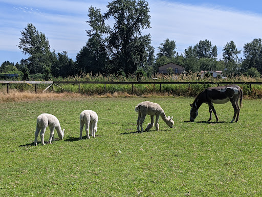 Alpaca Acres Gallery - United States