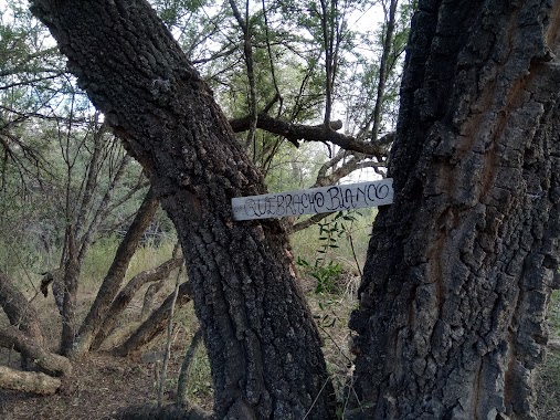 Paseo de los Pájaros, Author: Sergio Borghetti