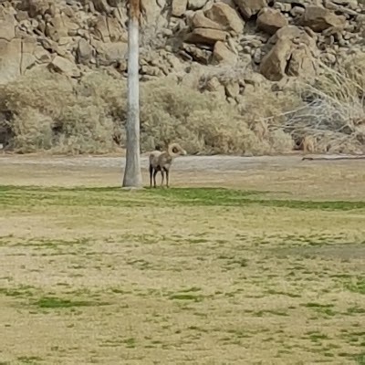 Photos of Indian Wells Country Club