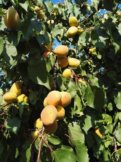 Yıldız Beleni, Bademli