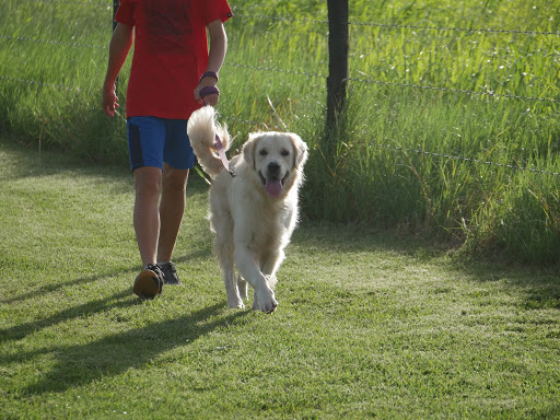 Homebush Boarding Kennels & Cattery - Thumbnail