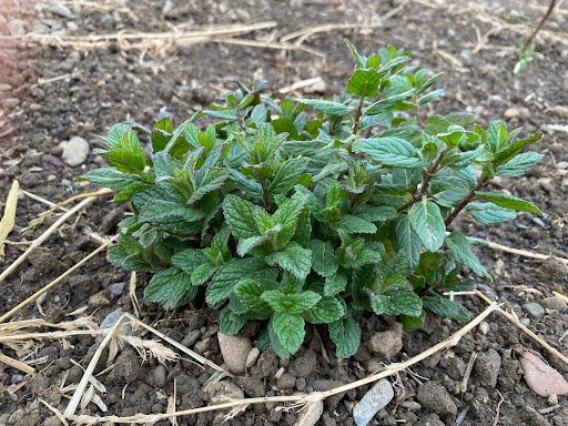 Le potager de Natou - Thumbnail