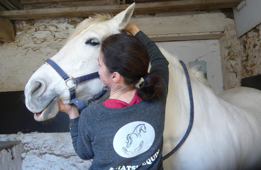 SHIATSU ANIMALIER : Chevaux, poneys... - Thumbnail