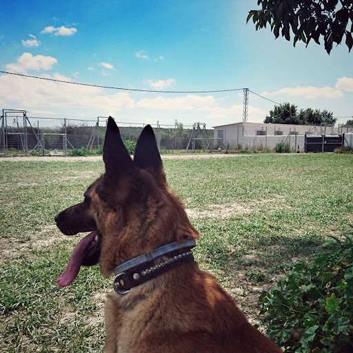 Hotel para perros Escuela y Residencia Canina DS-Kan Granada