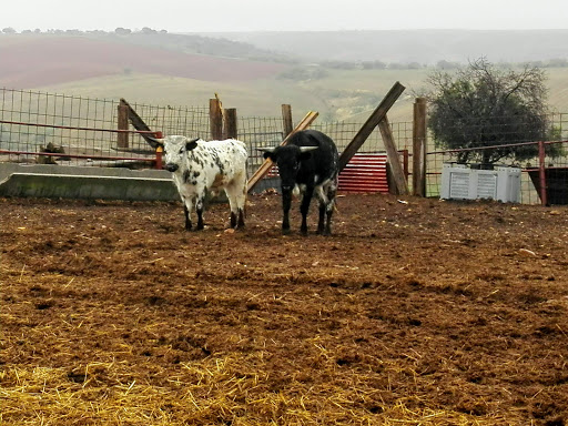 Ganadería Valdenuño. Gallery - Spain