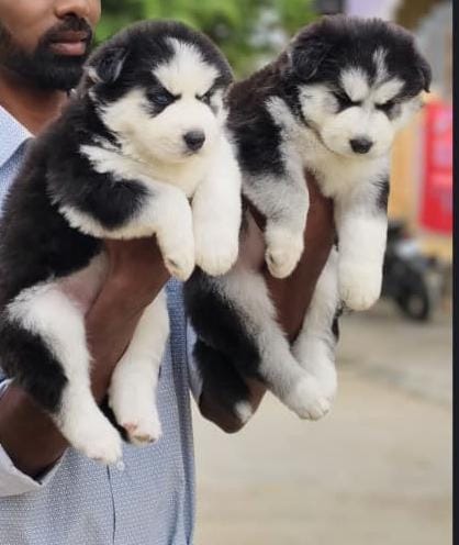 Beautiful siberian husky puppies available in Lucknow... post image