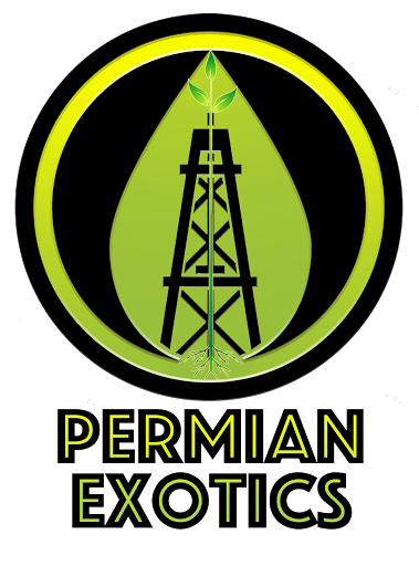 Permian Exotics - Visual