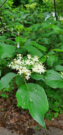 Lake Thunderbird State Park West Sentinel Area - Thumbnail