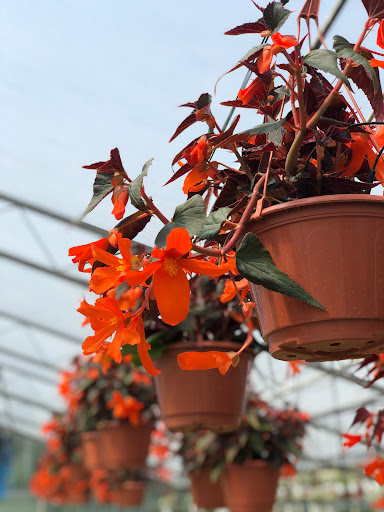 Floricoltura Santarini Gallery - Italy