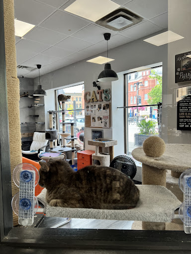 Alley Cat Cat Cafe - Thumbnail