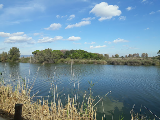 Braç de la Vidala