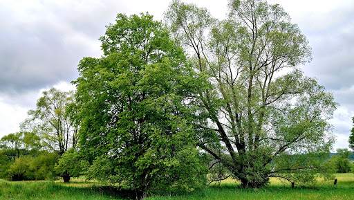 Feuchtwiesen - Visual