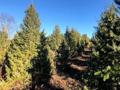 U-Pick Christmas Trees at Dogwood Tree Farm