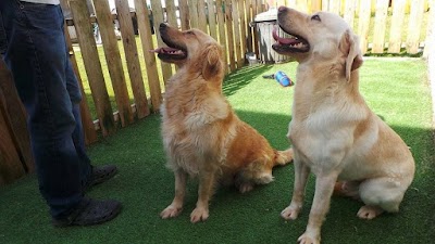 Purebred Golden Retriever Puppies