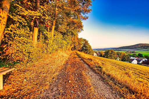 Bierl Wald - Visual