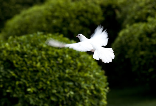 White Dove Release, Inc.