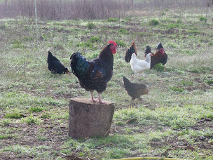 Photo n°4 de Ferme du Warsin à Sivry-sur-Meuse (Maraîcher)
