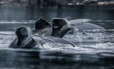 Juneau Tours