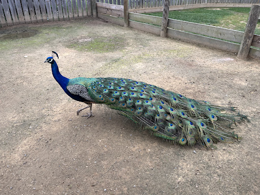 Bigham Farms & Exotics - Thumbnail